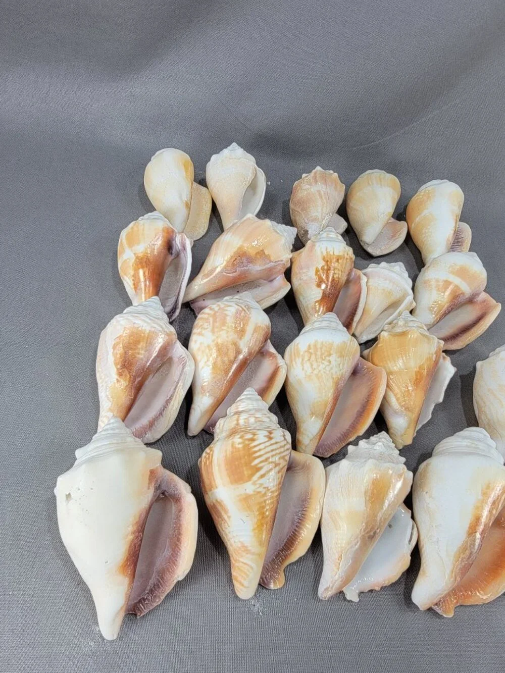 Conch Shell Seashell Lot of 20 Nautical Beach Ocean Decor Crafts